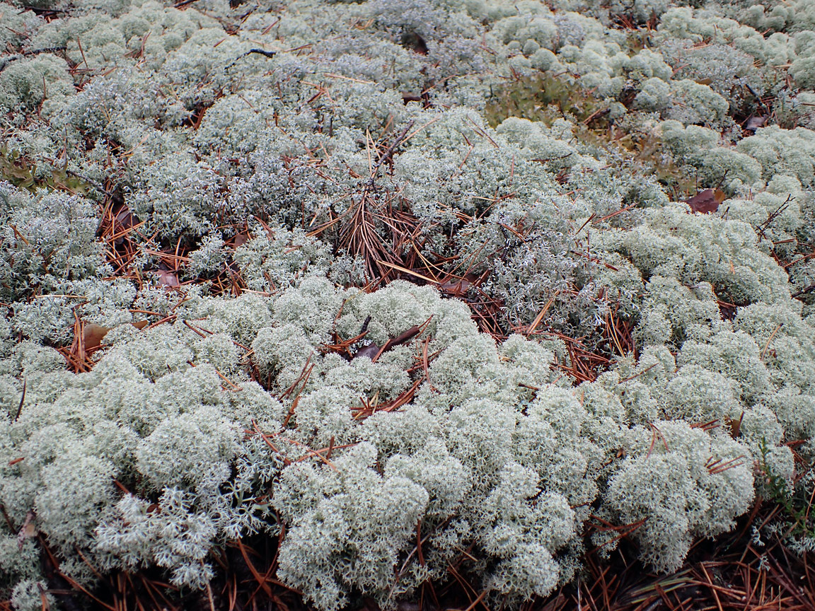 Изображение особи Cladonia stellaris.