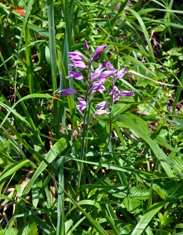 Изображение особи Cephalanthera rubra.