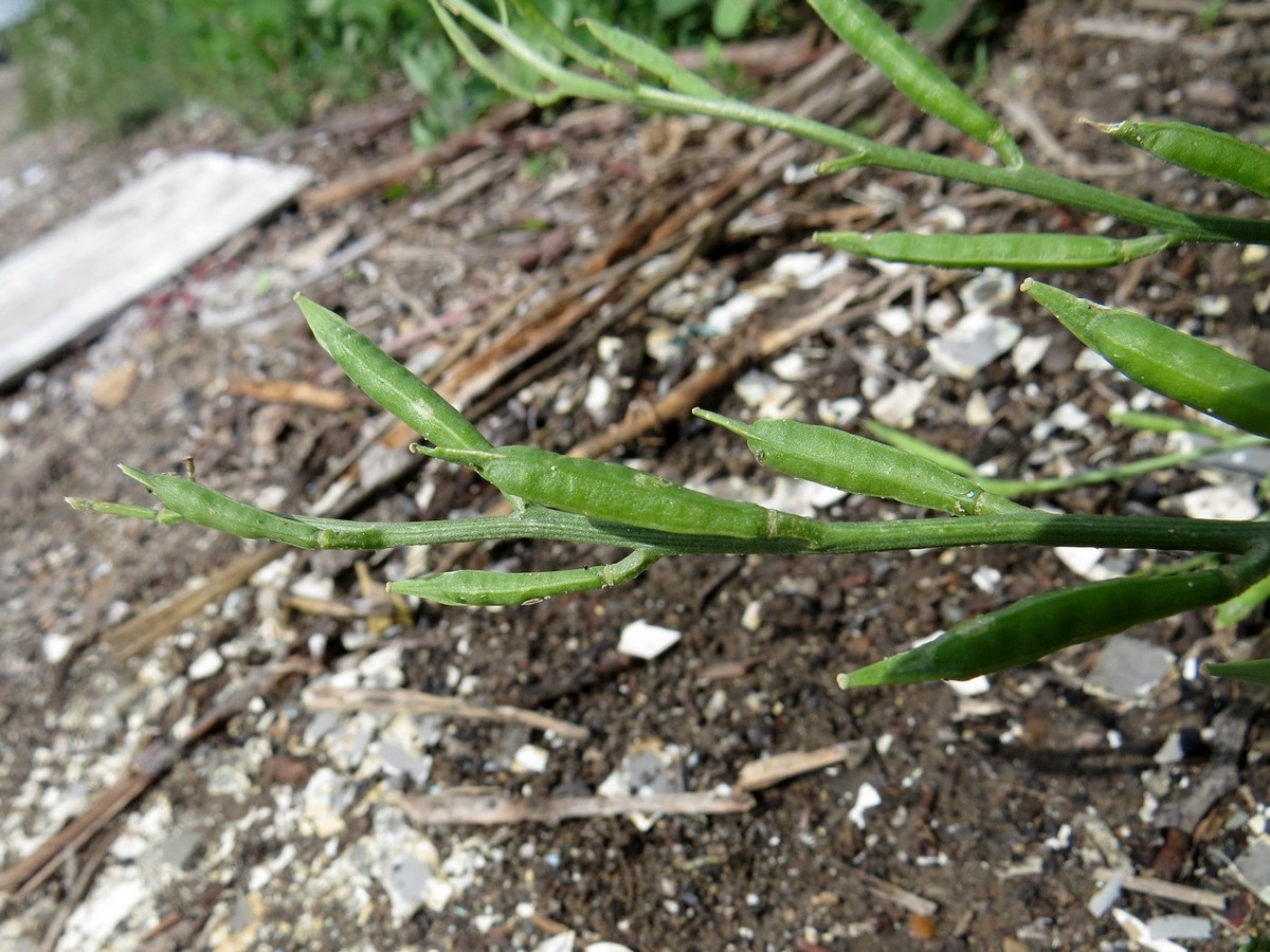 Image of Eruca sativa specimen.