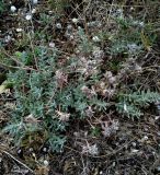 Teucrium capitatum