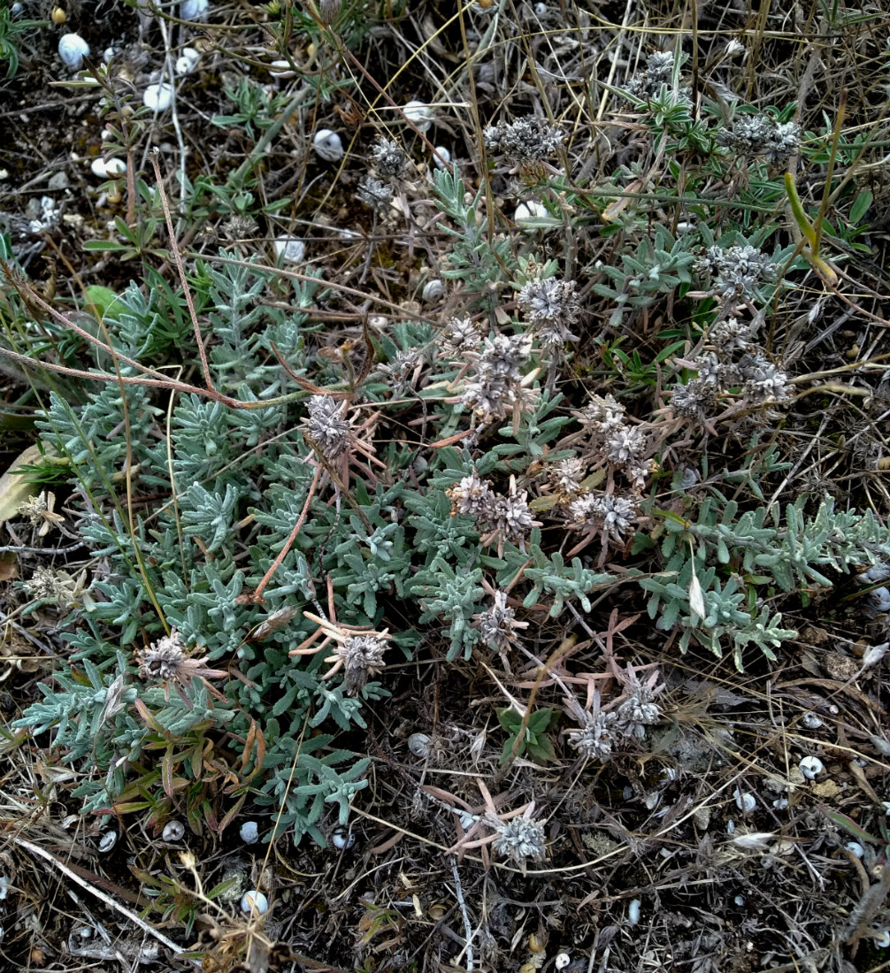 Изображение особи Teucrium capitatum.