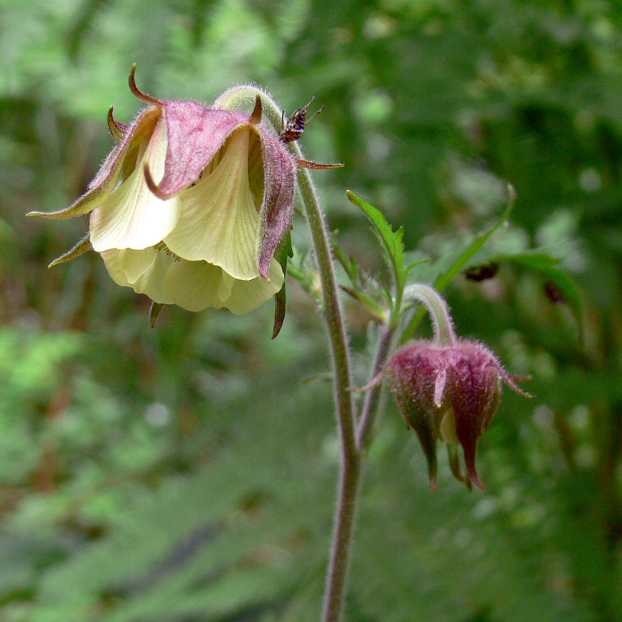 Image of Geum rivale specimen.