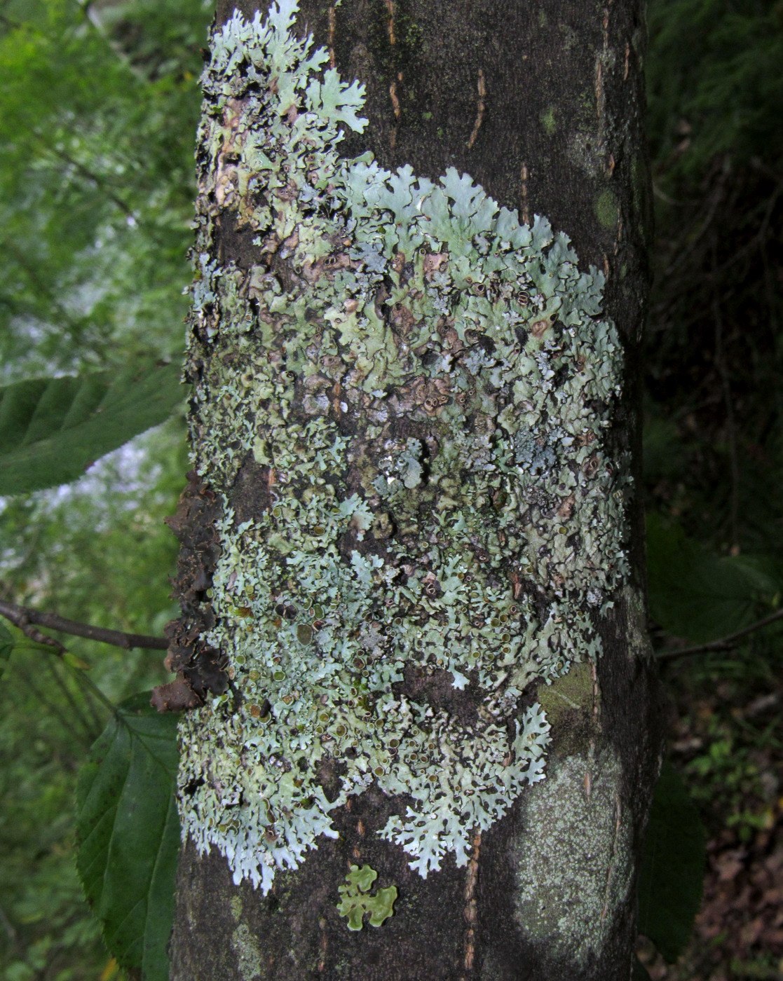 Image of Parmelina yalungana specimen.