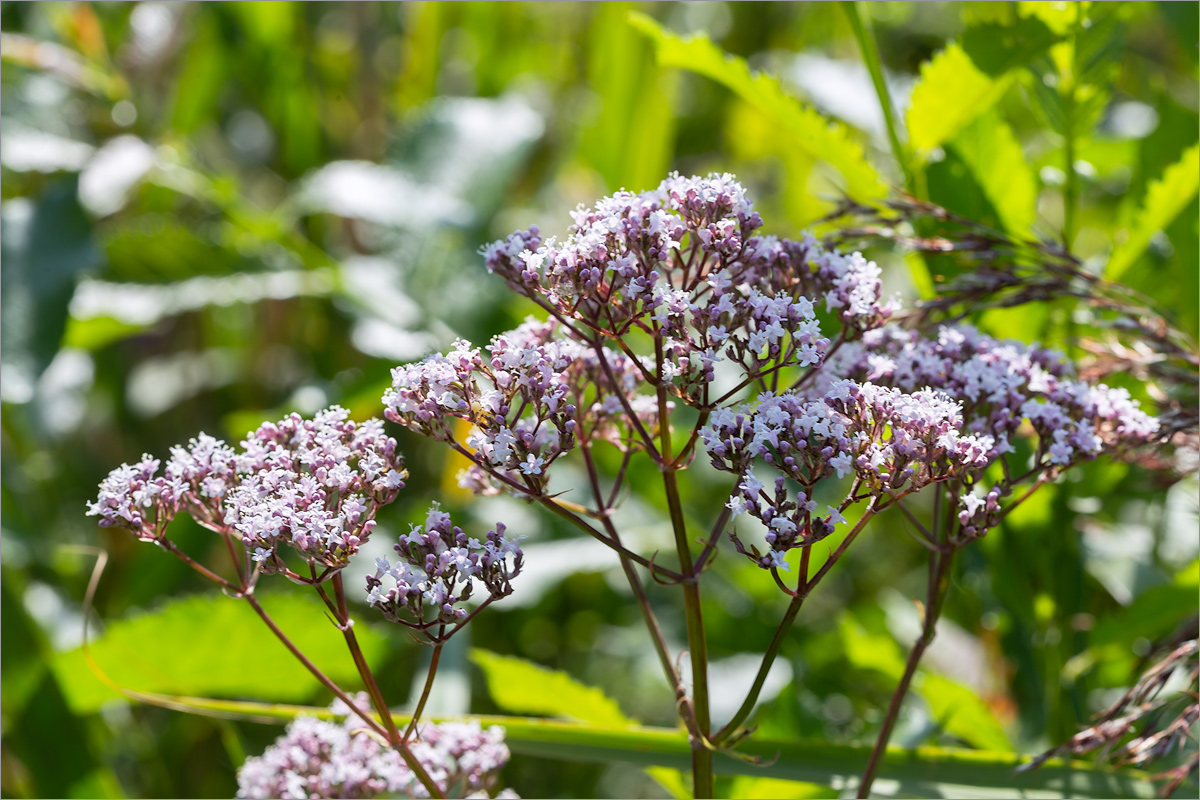 Изображение особи Valeriana officinalis.