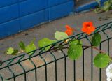 Tropaeolum majus