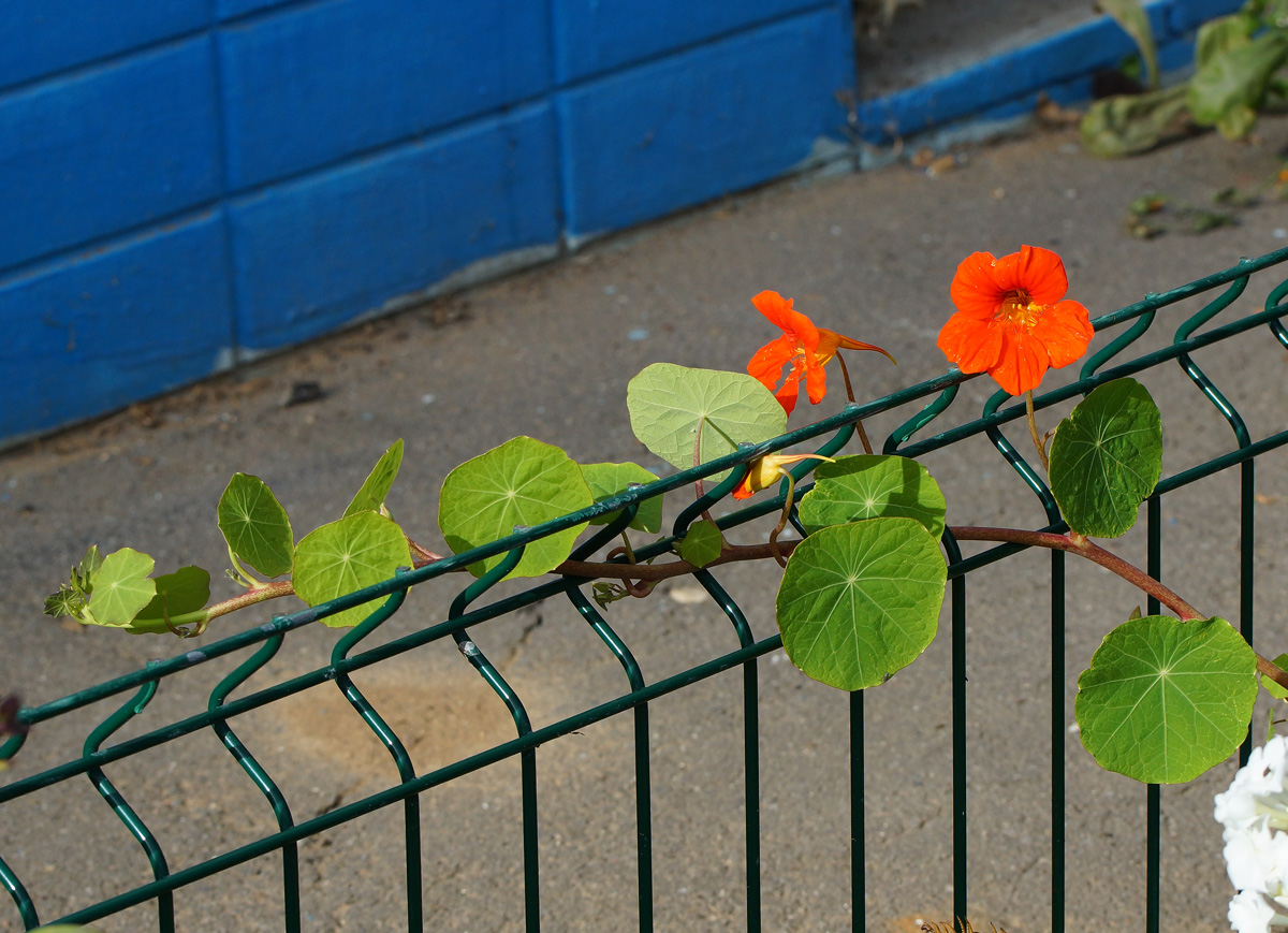 Изображение особи Tropaeolum majus.