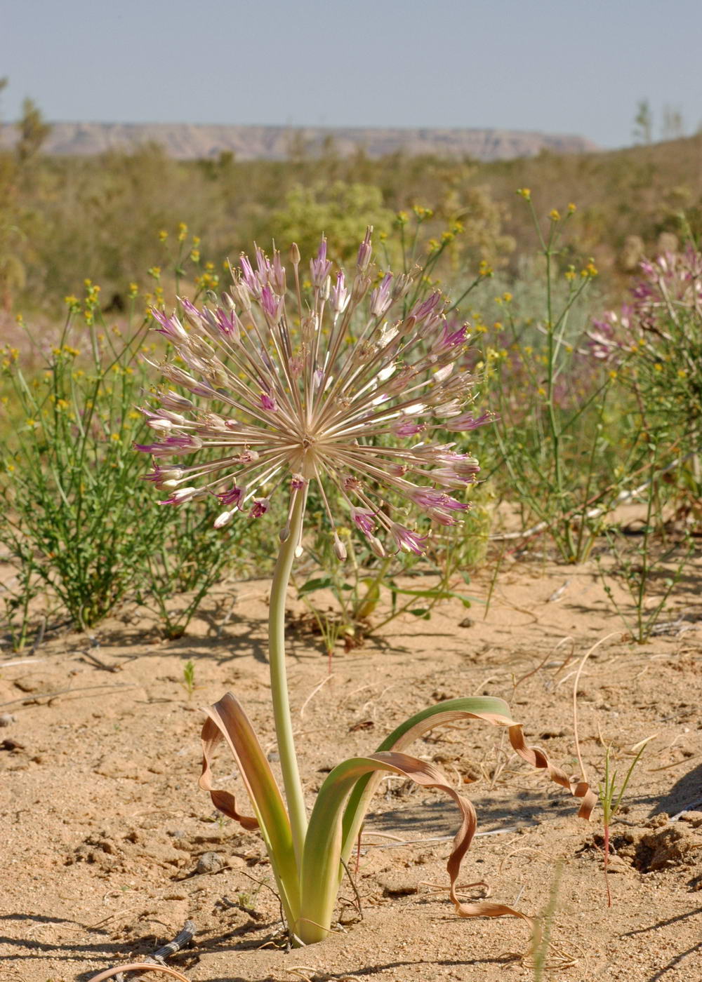 Изображение особи Allium caspium.