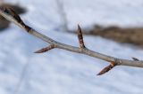Image of taxon representative. Author is Игорь Павлов
