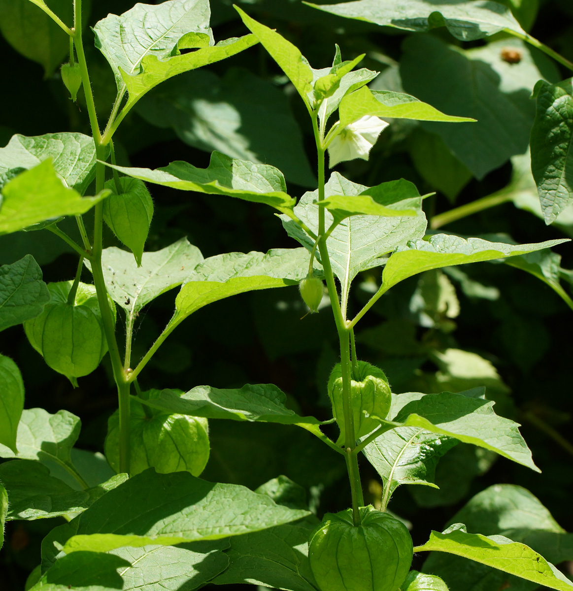 Image of Alkekengi officinarum specimen.