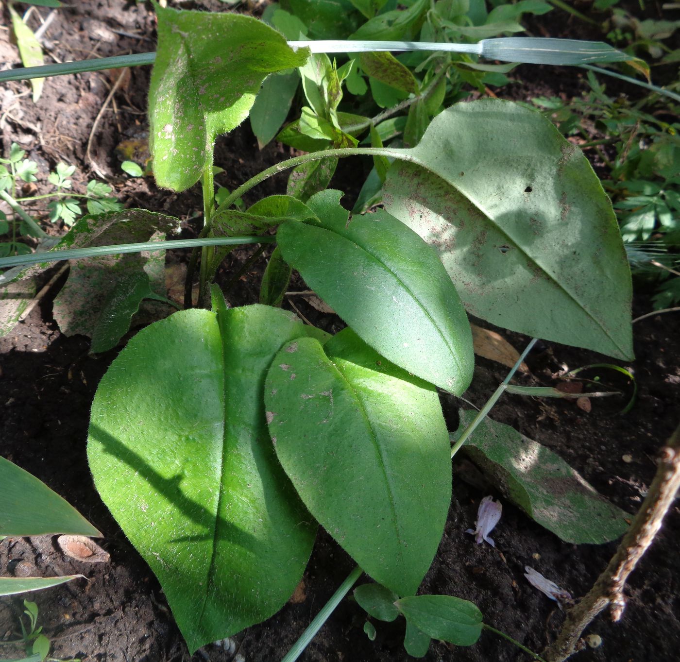 Image of Pulmonaria obscura specimen.