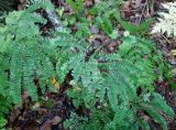Adiantum pedatum