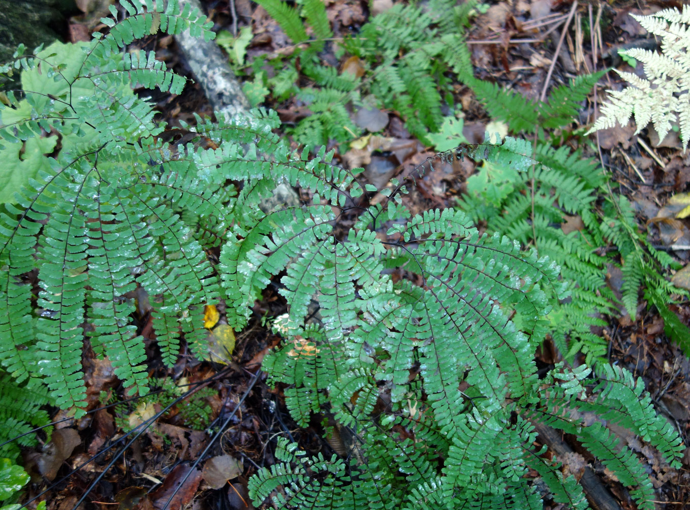 Изображение особи Adiantum pedatum.