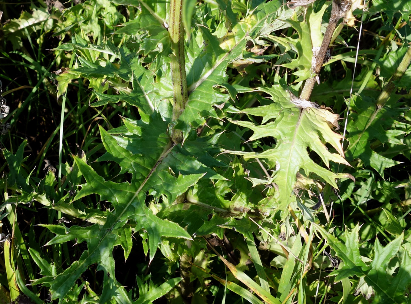 Изображение особи Cirsium maackii.