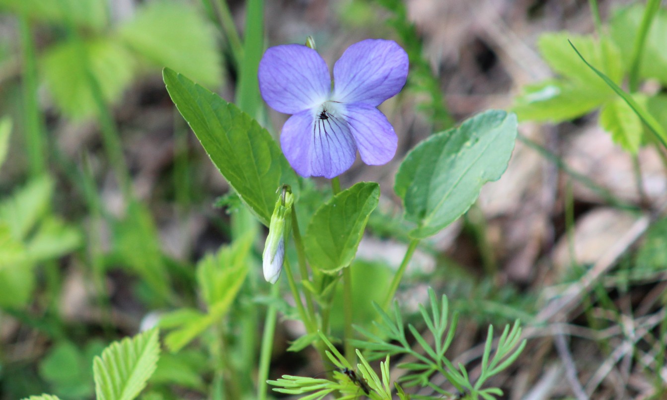 Image of Viola canina specimen.