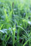 Carex pilosa