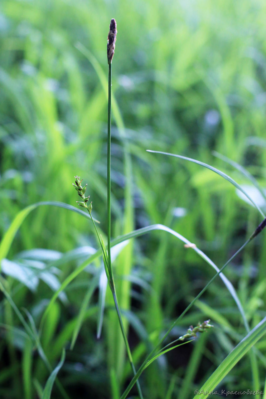 Image of Carex pilosa specimen.