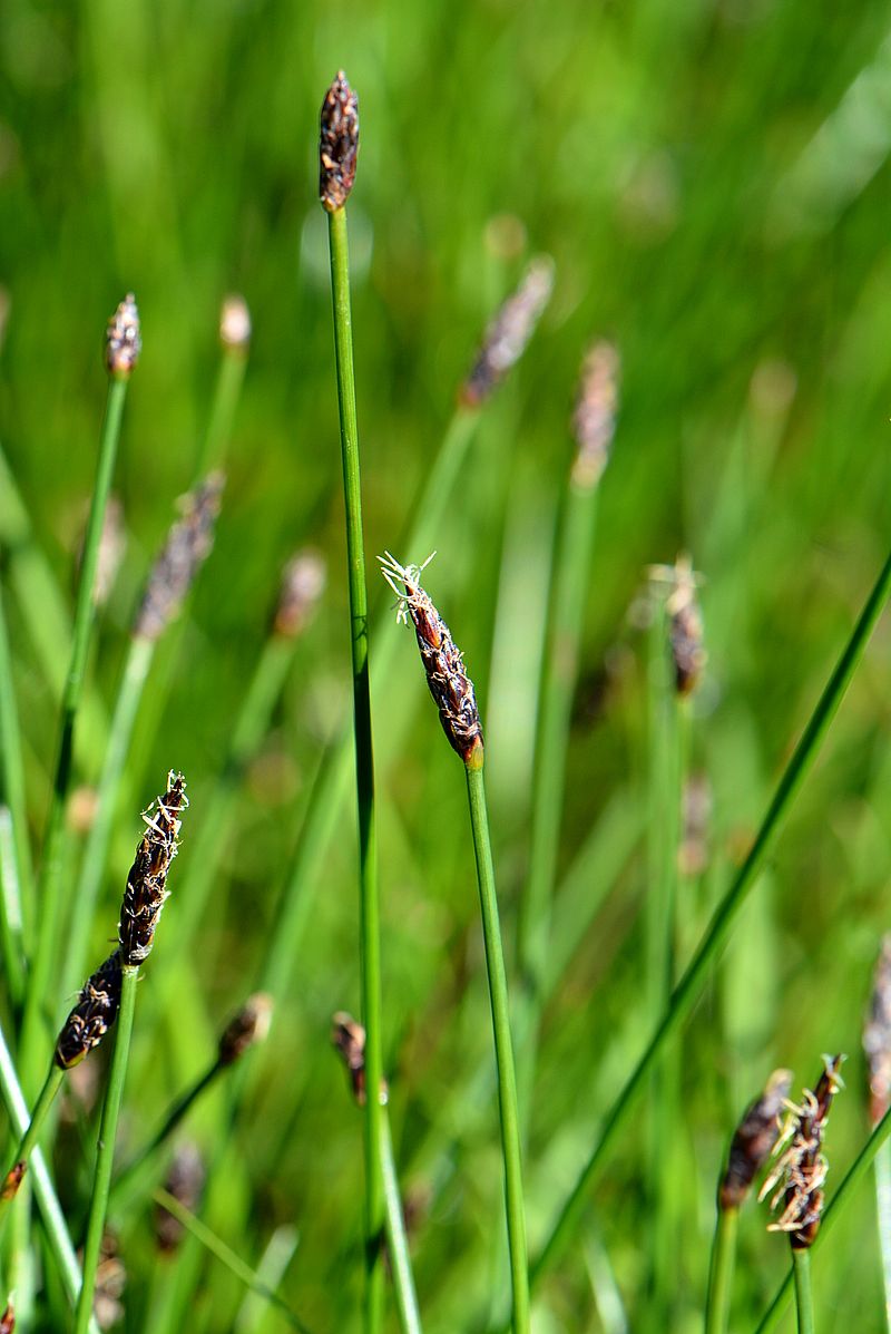 Image of genus Eleocharis specimen.