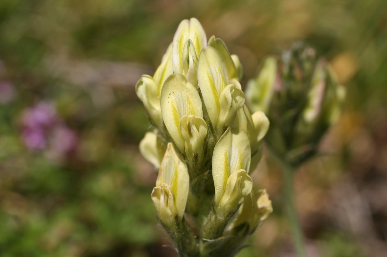 Изображение особи Oxytropis campestris.