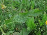 Rumex longifolius