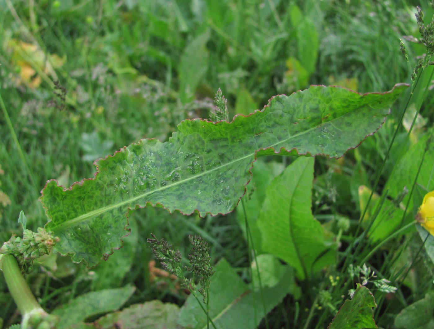 Изображение особи Rumex longifolius.