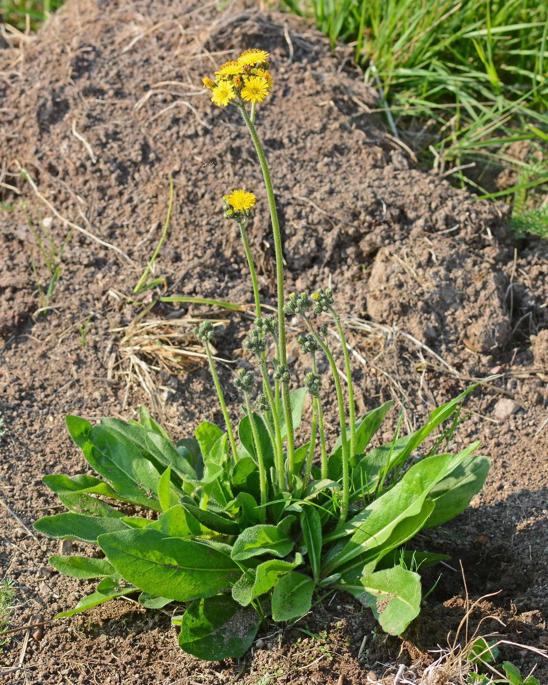 Image of genus Pilosella specimen.