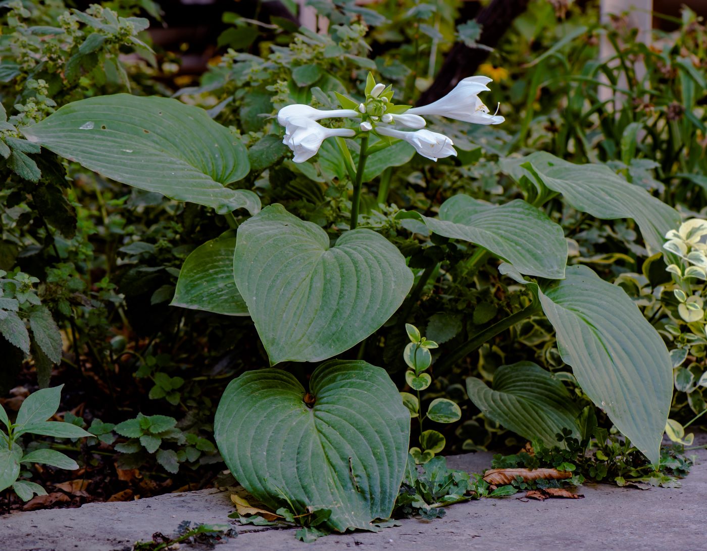 Image of Hosta plantaginea specimen.