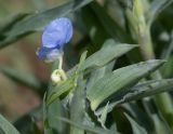 Commelina erecta ssp. livingstonii