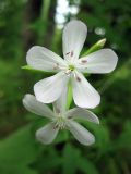 Saponaria officinalis