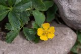 Potentilla nordmanniana. Цветок. Краснодарский край, Адлерский р-н, окр. с. Эстосадок, северный склон хр. Аибга, выс. ≈ 2100 м н.у.м., каменистый склон. 11.08.2020.