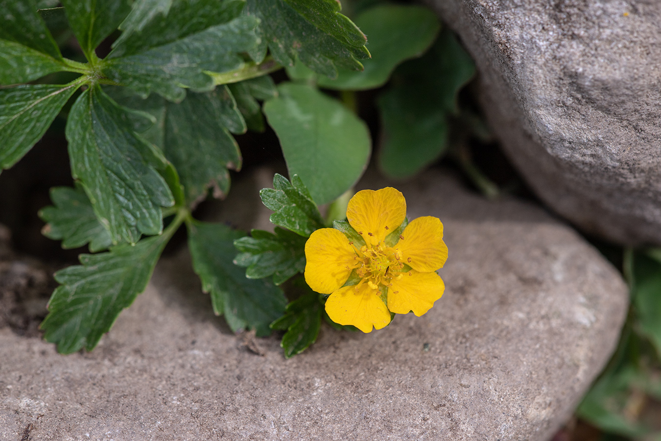 Изображение особи Potentilla nordmanniana.