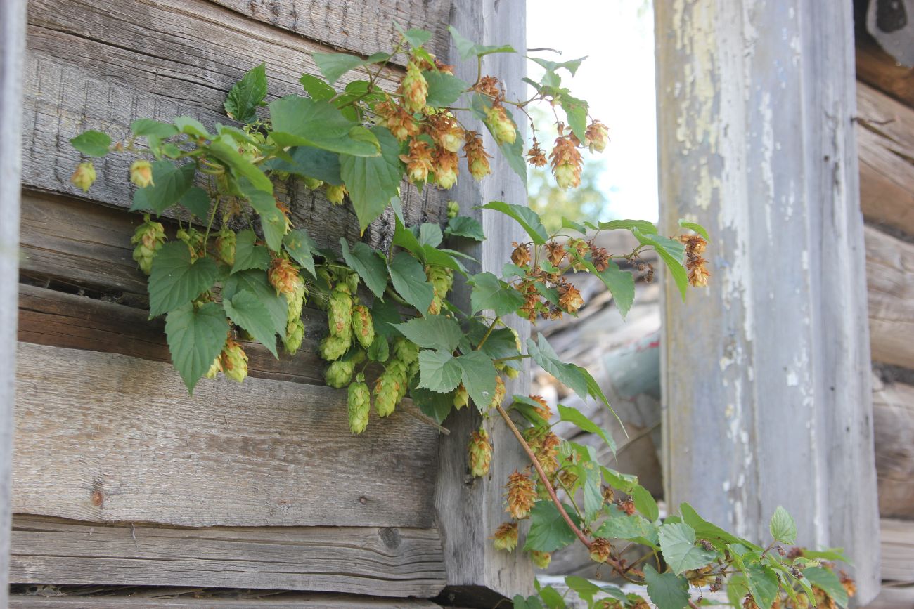 Изображение особи Humulus lupulus.