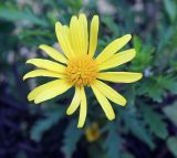 Euryops chrysanthemoides