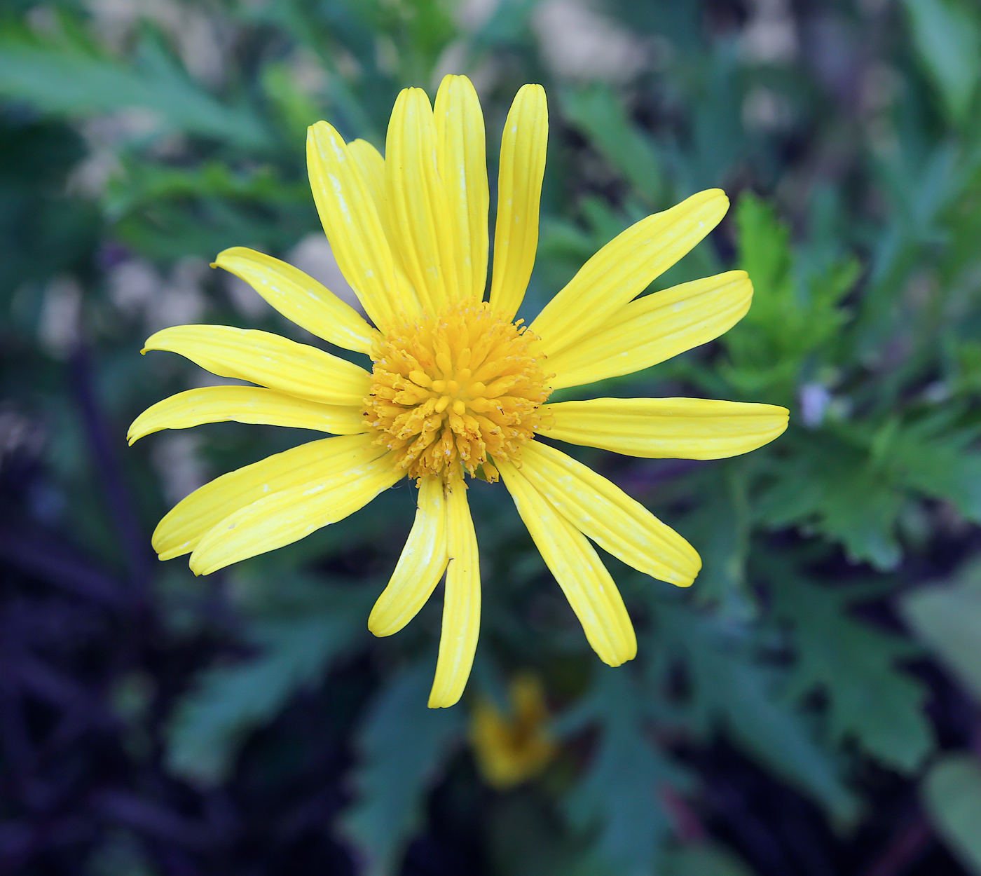 Изображение особи Euryops chrysanthemoides.