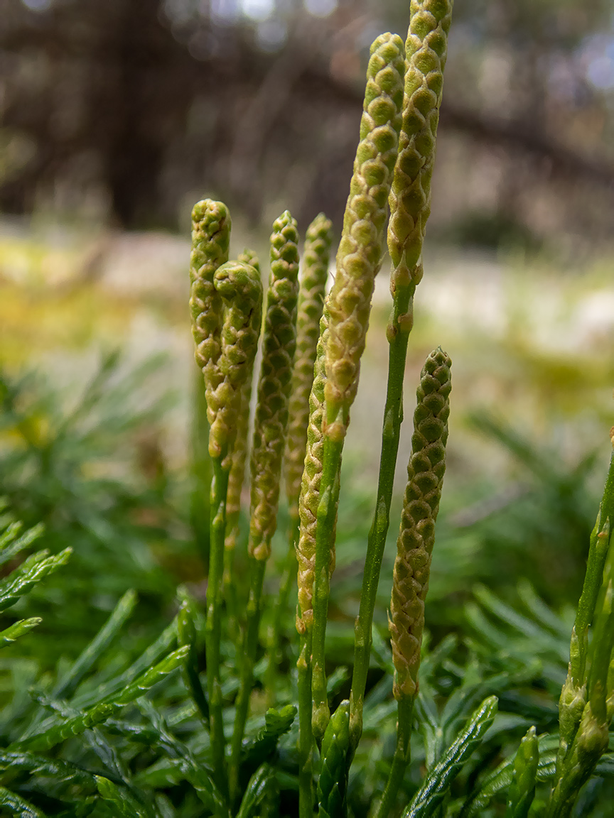 Image of Diphasiastrum complanatum specimen.