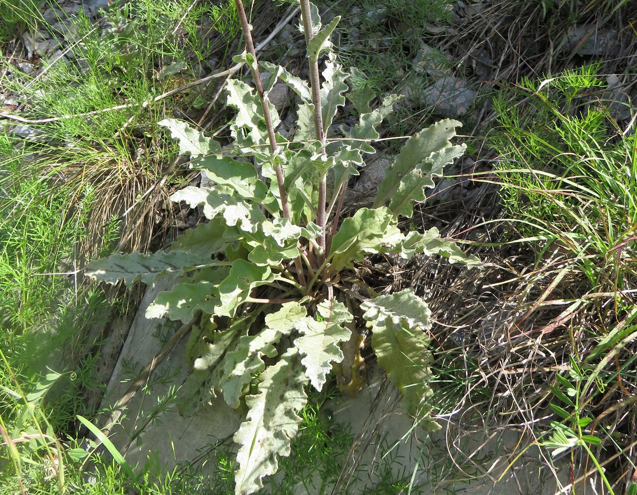 Изображение особи Verbascum nobile.