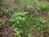 Doronicum carpaticum