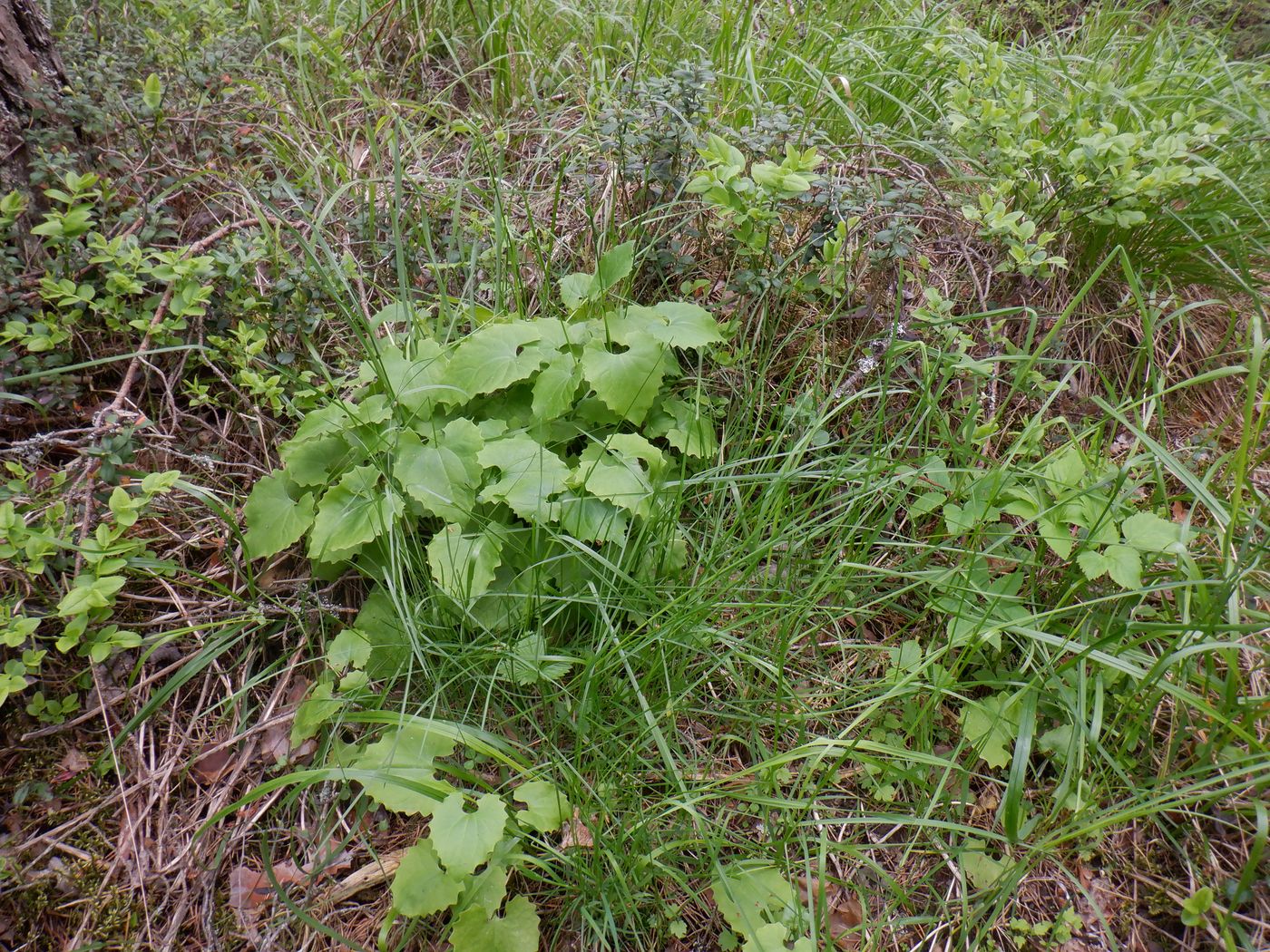 Изображение особи Doronicum carpaticum.