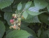 Rubus sanctus