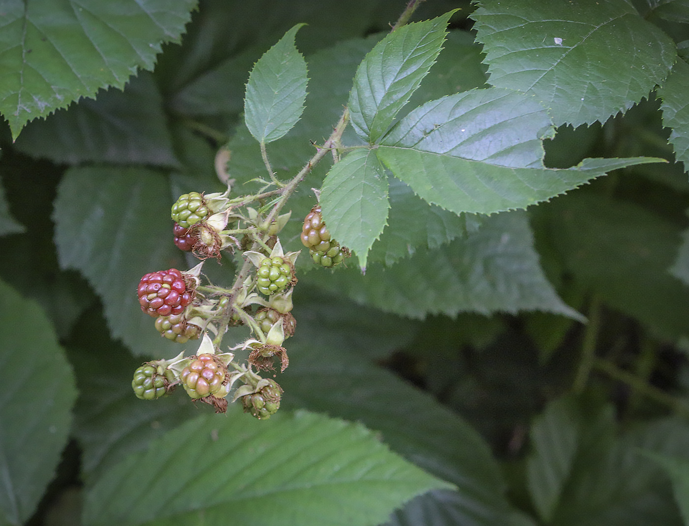 Изображение особи Rubus sanctus.