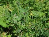 Medicago sativa
