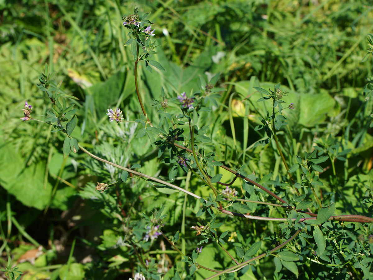 Изображение особи Medicago sativa.