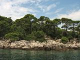 Pinus pinea. Вегетирующие растения. Хорватия, г. Дубровник, о-в Локрум, побережье Адриатического моря. 21 августа 2010 г.