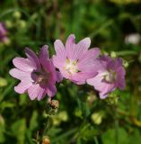 Malva thuringiaca