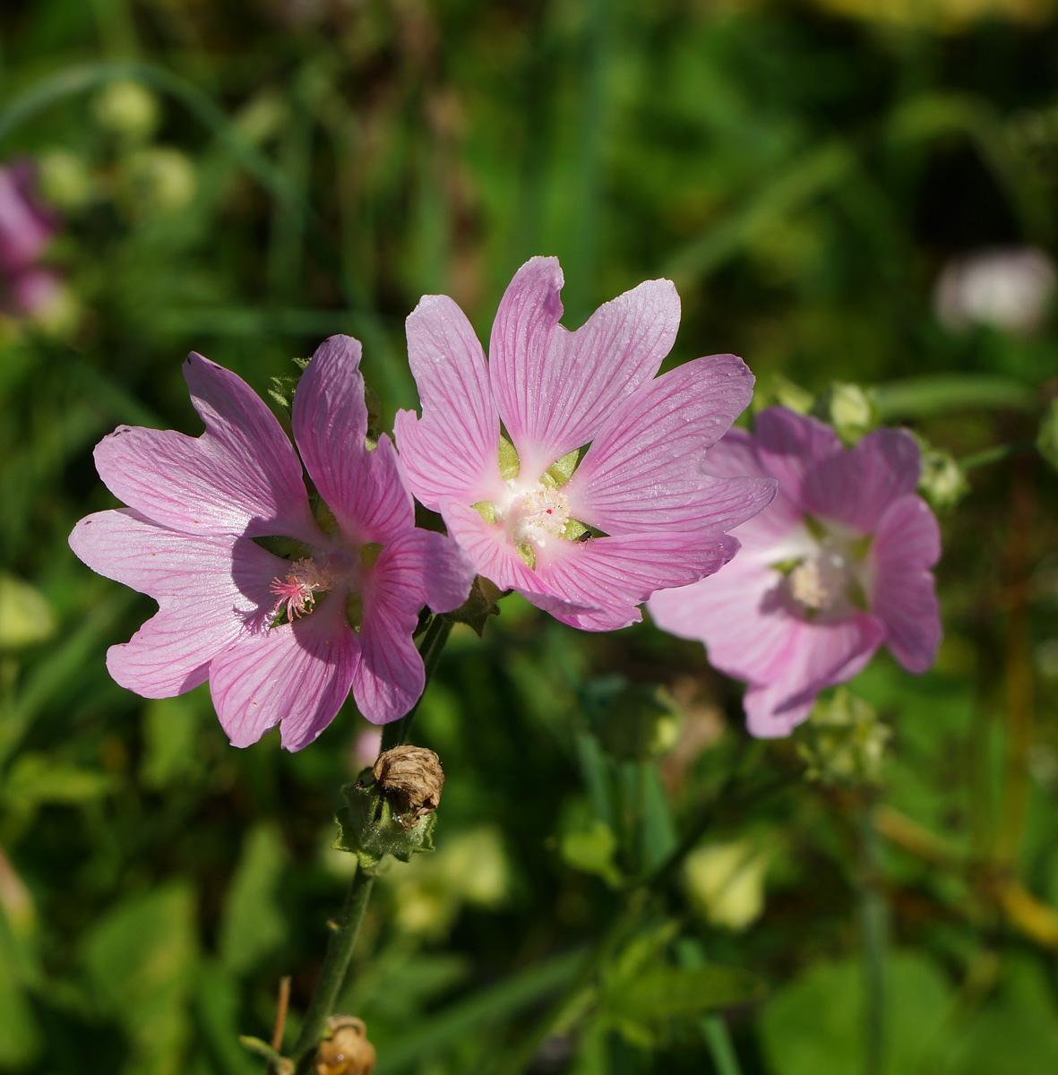 Image of Malva thuringiaca specimen.