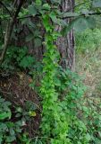 genus Fallopia. Вегетирующее растение. Тверская обл., Кашинский гор. округ, долина р. Медведица, опушка смешанного леса. 11.07.2020.