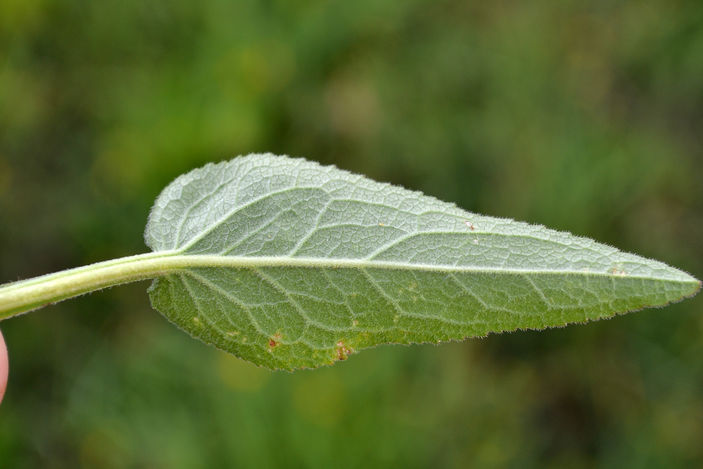 Image of Campanula glomerata specimen.