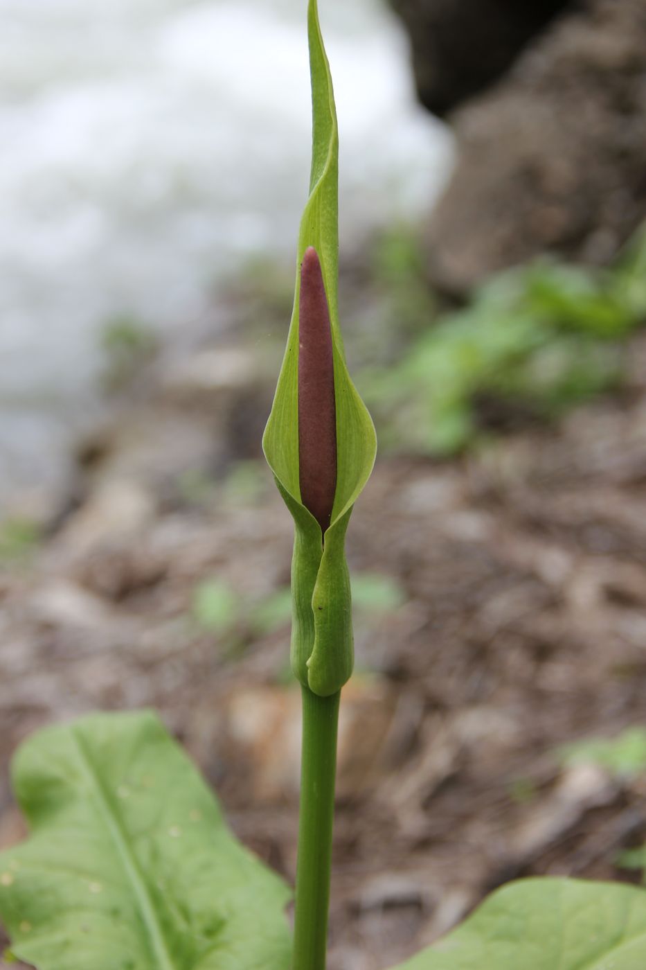 Изображение особи Arum korolkowii.