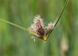 Bolboschoenus maritimus