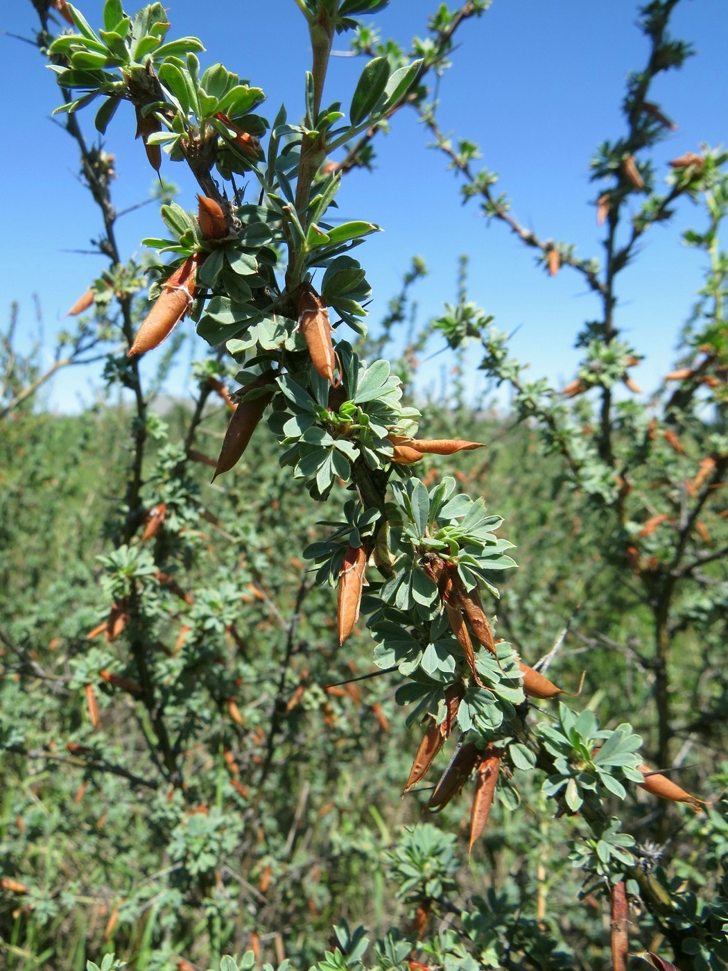 Изображение особи Caragana spinosa.