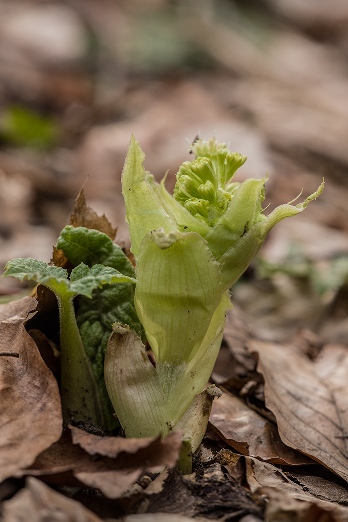 Изображение особи Petasites albus.